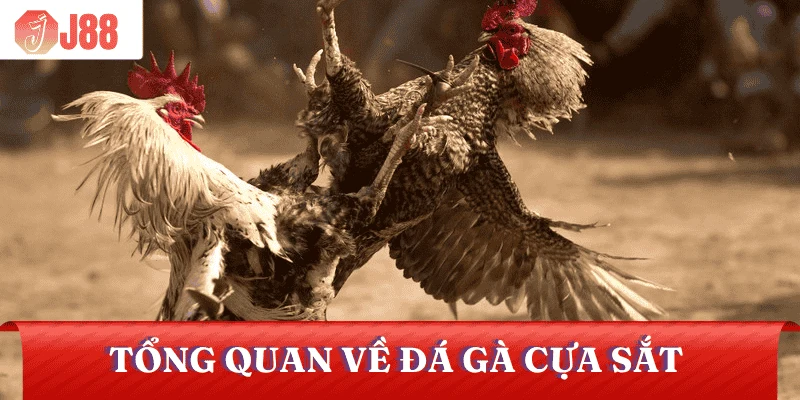 da-ga-cua-sat-tong-quan