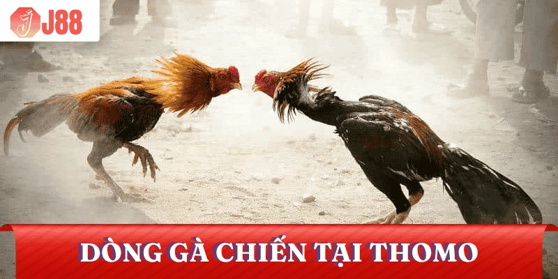 da-ga-thomo-truc-tiep-dong-ga-chien