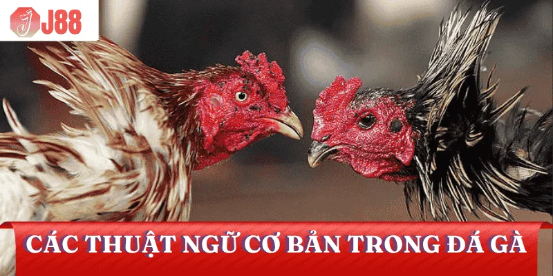 thuat-ngu-da-ga-co-ban