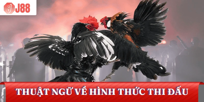 thuat-ngu-da-ga-ve-hinh-thuc-thi-dauu